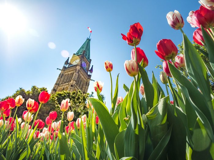 Parliament,with,blooming,tulips,at,the,ottawa,festival