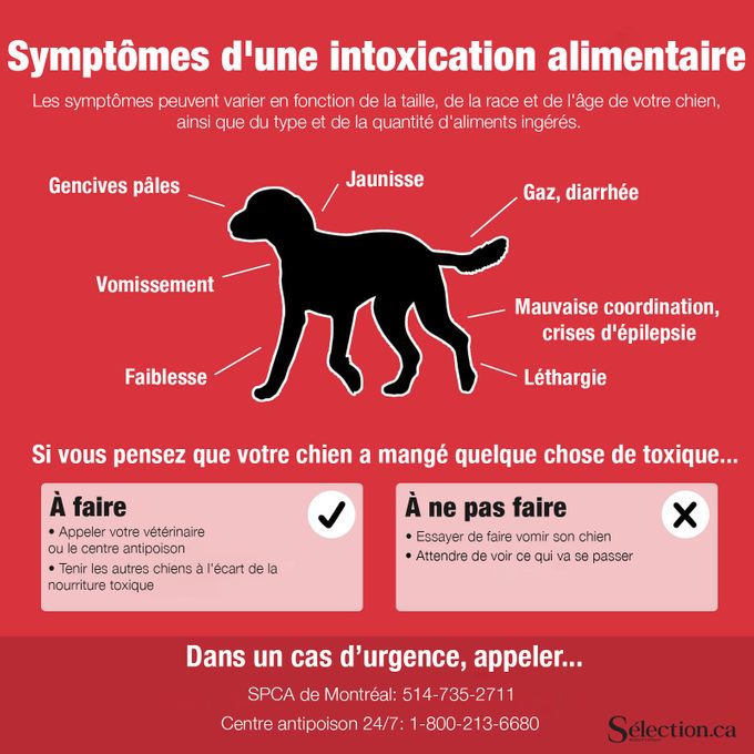 Les symptômes d'intoxication alimentaire pour les chiens