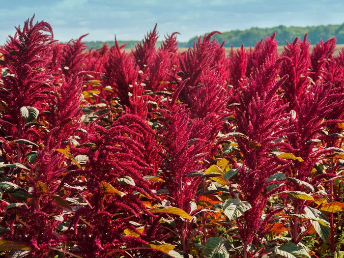 Amaranth,red,plants,field,on,background,of,distant,green,forest