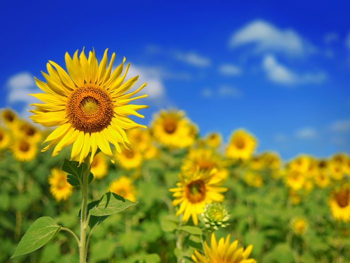 Sunflower,field,over,cloudy,blue,sky,and,bright,sun,lights
