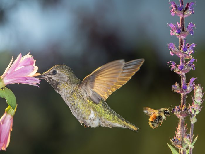 This,is,a,photograph,of,a,hummingbird,and,a,bumblebee