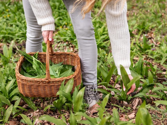 Woman,picking,wild,garlic,(allium,ursinum),in,forest.,harvesting,ramson
