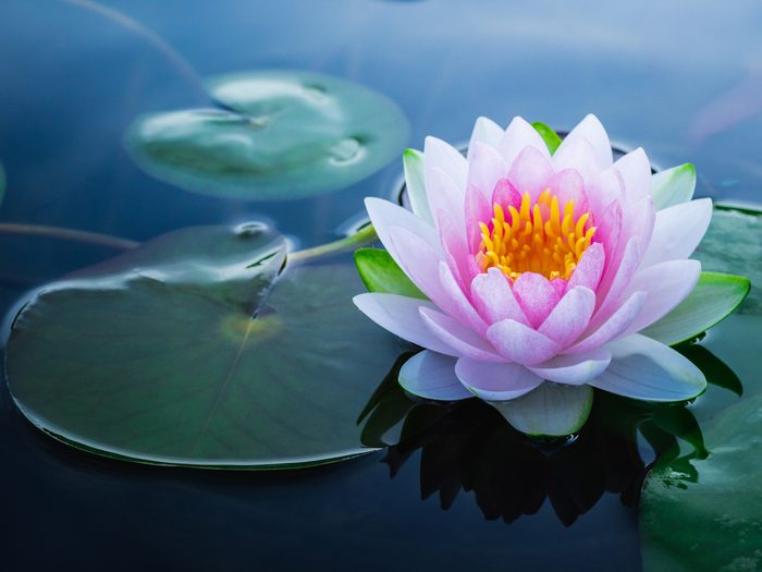Beautiful,pink,waterlily,or,lotus,flower,in,pond.