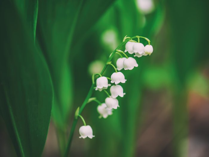Lily,of,the,valley,flowers,in,the,green,spring,forest,
