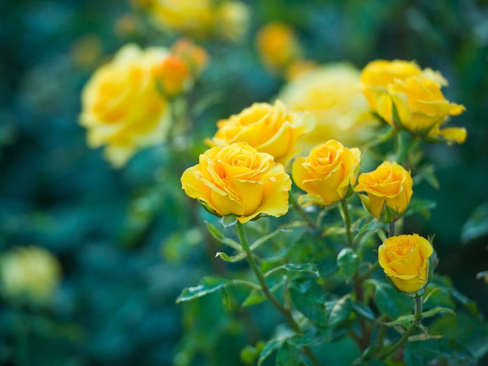 Beautiful,bush,of,yellow,roses,in,a,spring,garden.,rose