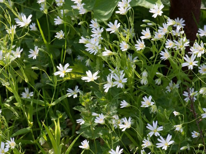 Stellaria,blooming,with,white,graceful,flowers.,close Up.