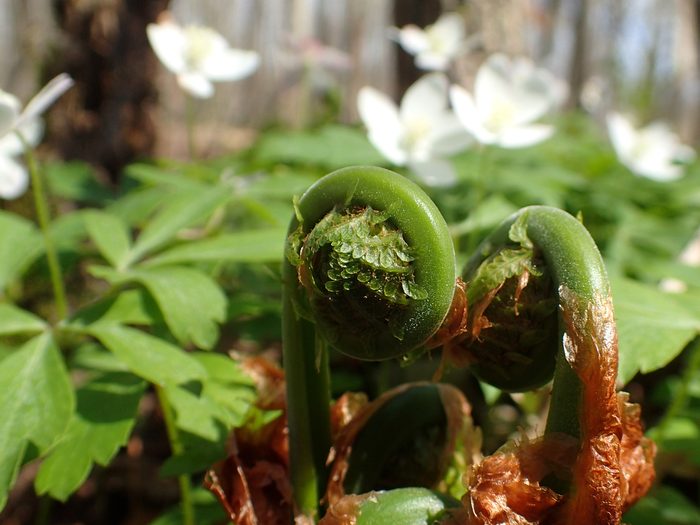 Closeup,of,ostrich,fern,fiddle,heads,with,white,wood,anemone