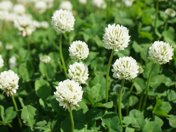 White,clover,blooming,in,spring,in,japan