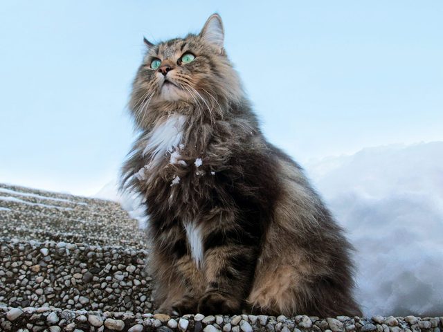 Une race de grands chats: le chat des forts norvgiennes