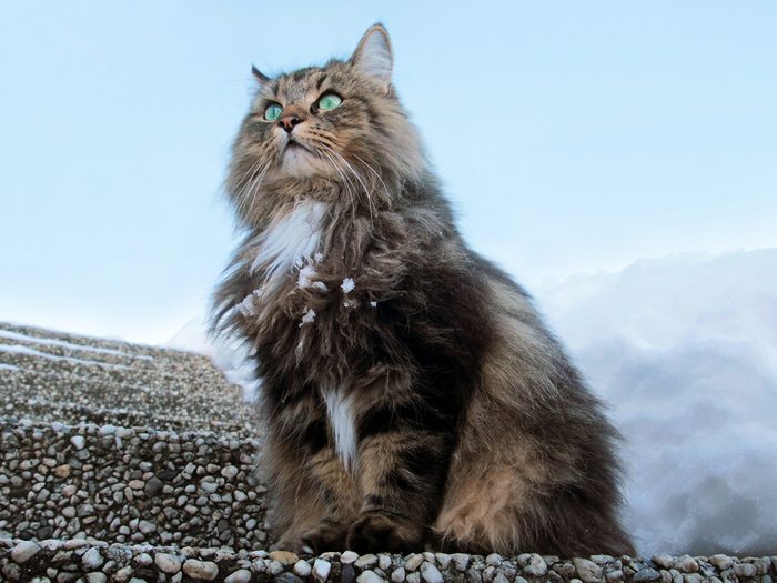 Une race de grands chats: le chat des forêts norvégiennes