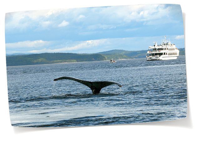 Road trip au Canada: des baleines  Tadoussac, au Qubec