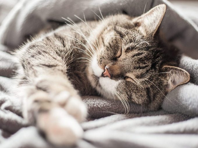 A Cat Sleeping In A Blanket.