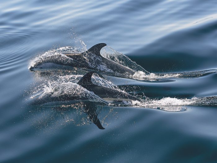 Atlantic White Sided Dolphins