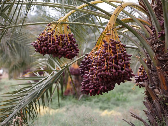 Delicious,fresh,dates,growing,on,a,palm,tree