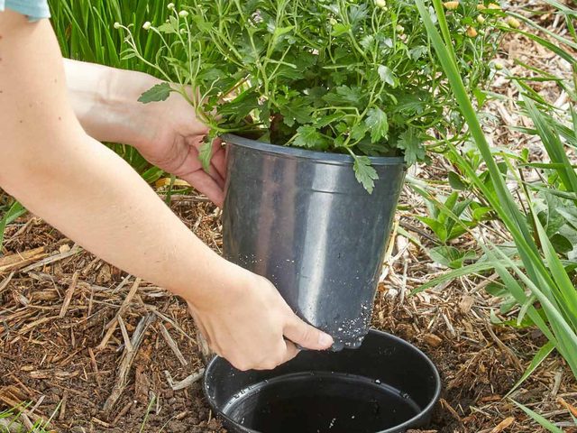 Amnagement paysager: des plantes en pot