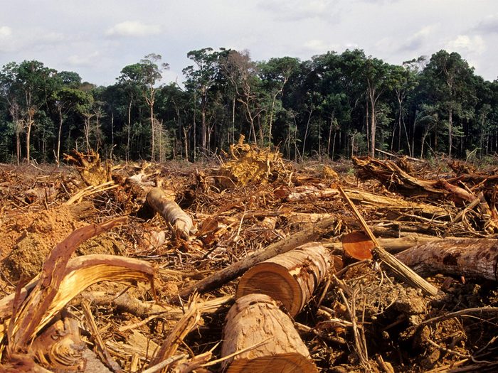 Deforestation Foret Arbres Bois