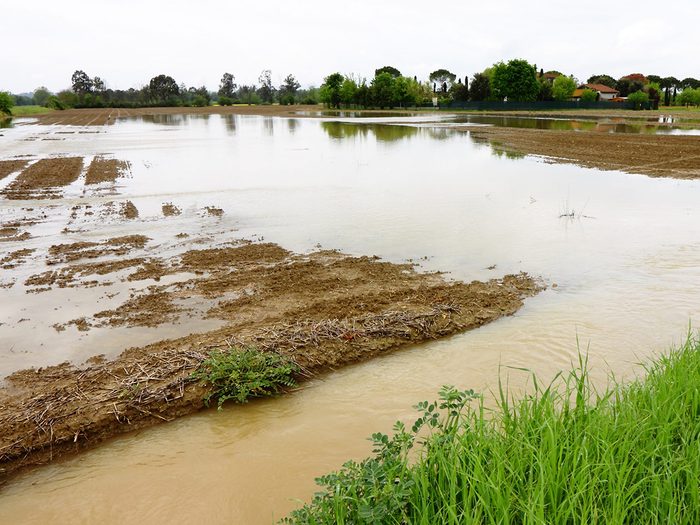Inondation Systeme Alimentaire Boue Plantes Champs