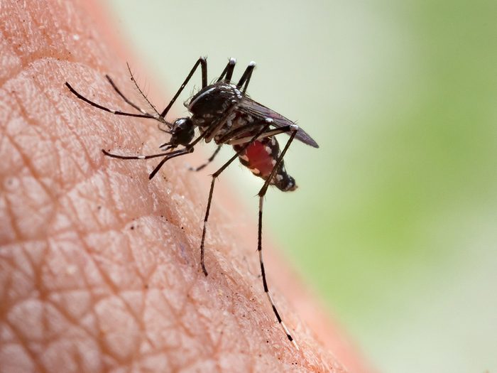 Maladies Transmises Par Moustiques Insectes