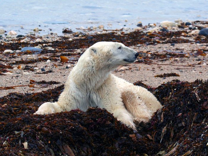 Polar Bear Sitting In Tundra