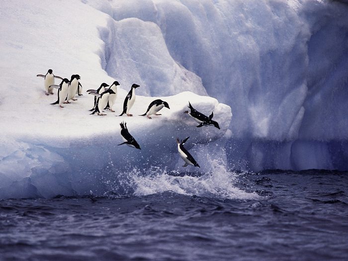 Pingouins En Difficulte Fonte Glaciers Montee Des Eaux