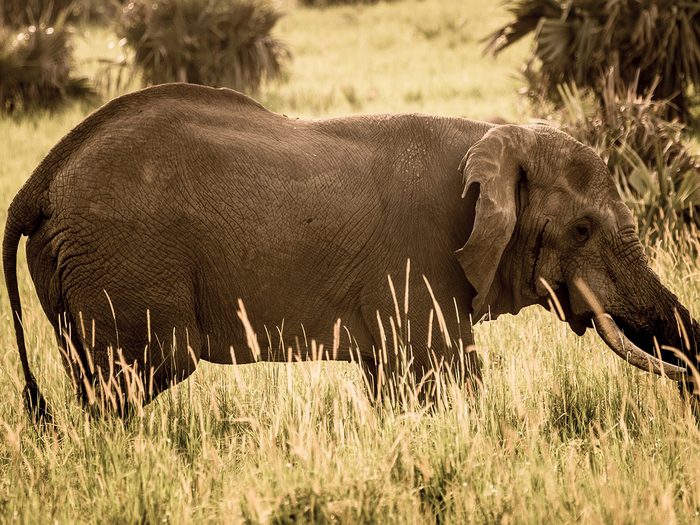 Especes En Voie De Disparition Elephant Mammifere Brousse Savane