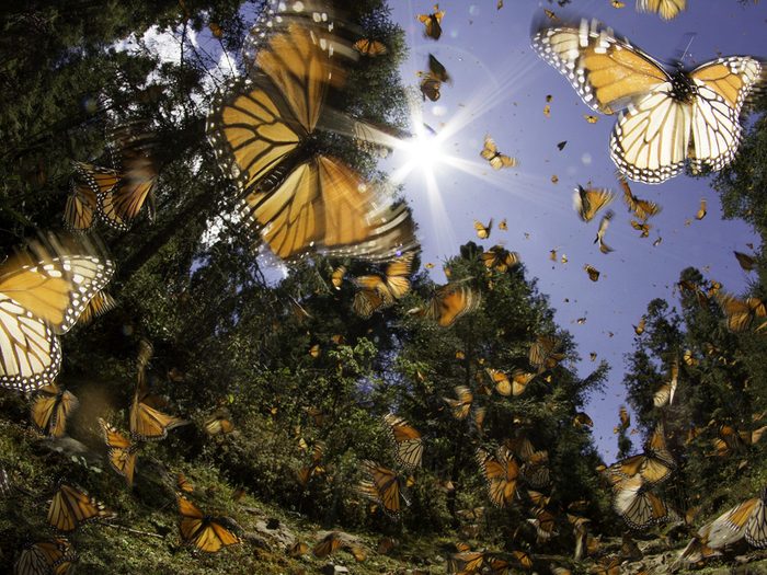 Papillons Monarques Routes Migration