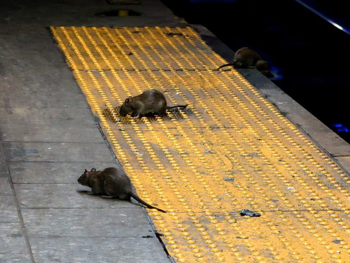 Vermine Rats Metro Sous Terrains