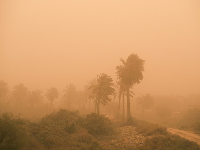 Extrmes climatiques: une tempte de sable frappe des arbres.