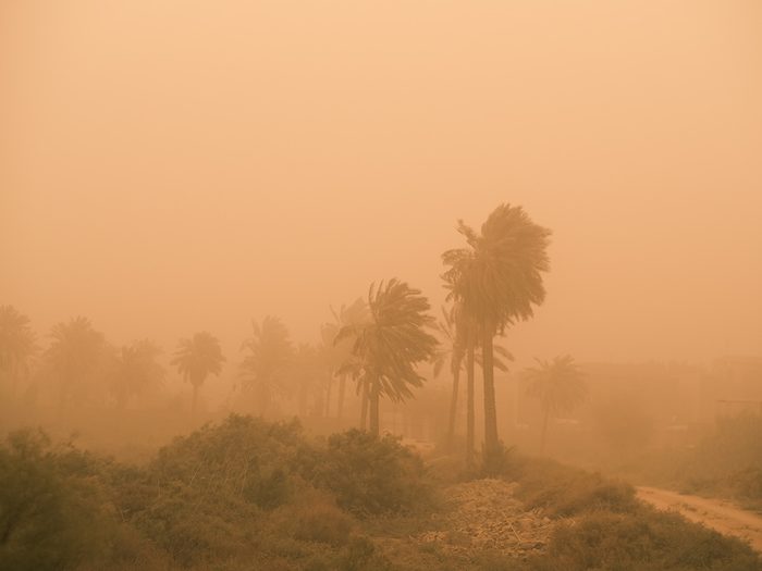 Extrêmes climatiques: une tempête de sable frappe des arbres.
