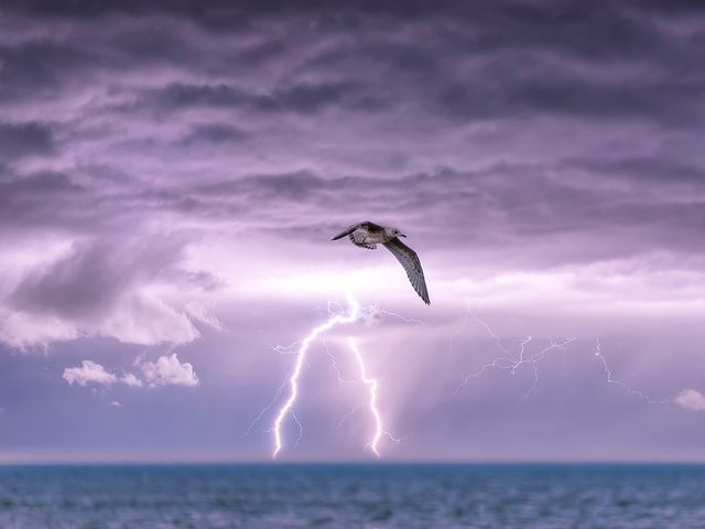 Extrmes climatiques: un oiseau vole sur l'ocan, avec des clairs en arrire-plan dans le ciel.