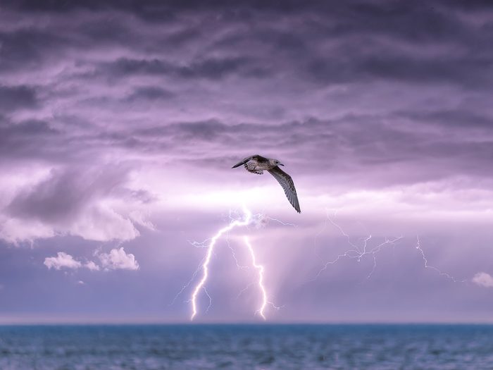 Extrêmes climatiques: un oiseau vole sur l'océan, avec des éclairs en arrière-plan dans le ciel.