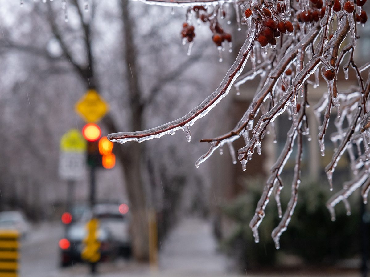 Extrêmes climatiques: une branche prise par le verglas, à Montréal.