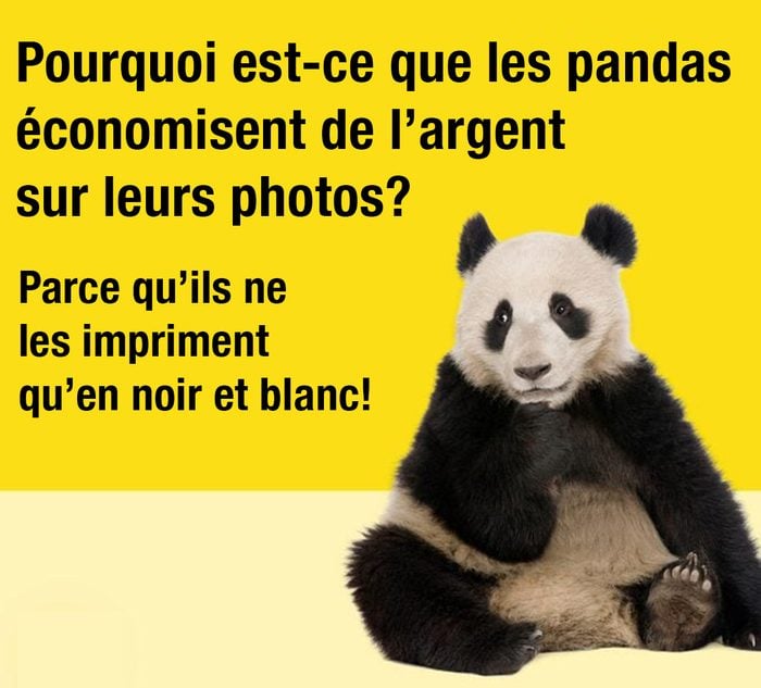 Pourquoi est-ce que les pandas économisent de l’argent sur leurs photos? Parce qu’ils ne les impriment qu’en noir et blanc.