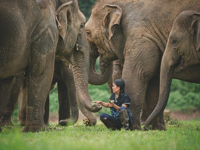 Une femme est assise entre plusieurs éléphants.