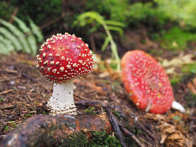 Faits sur les champignons: plus ils sont colors, plus ils sont dangereux.