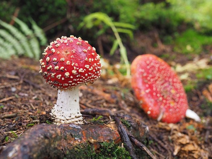Faits sur les champignons: plus ils sont colorés, plus ils sont dangereux.