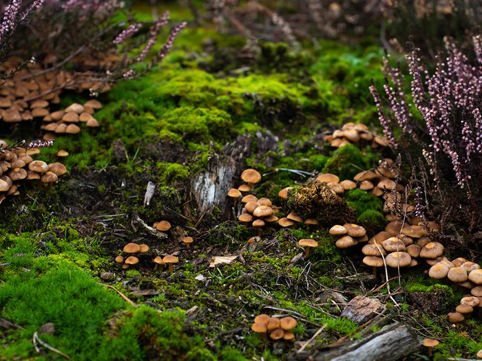 Faits sur les champignons: plusieurs champignons dans la forêt.