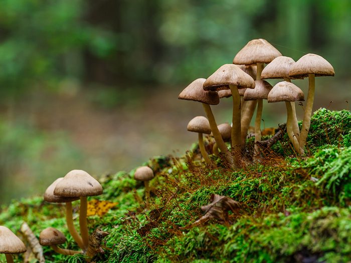 Faits sur les champignons: quelques champignons dans la forêt.