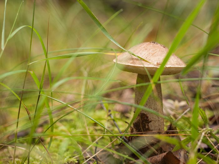 Faits sur les champignons: un champignon dans la forêt.