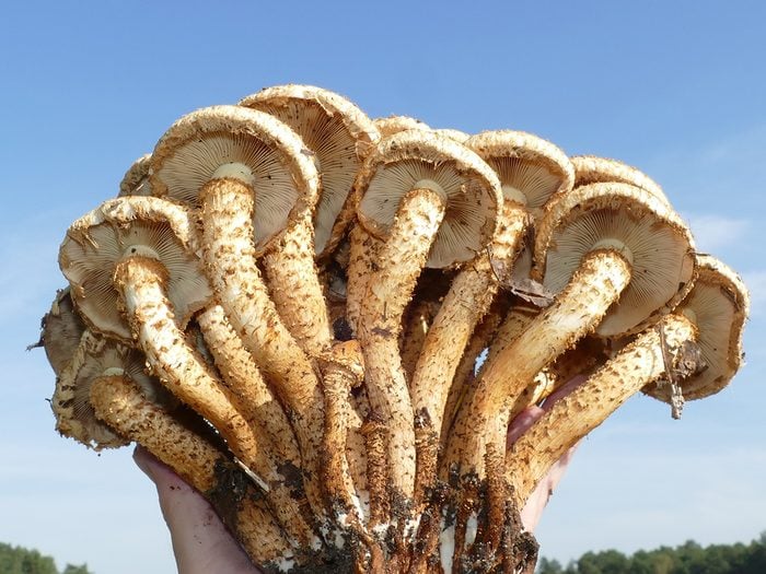 Faits sur les champignons: l'armillaria ostoyae, le plus gros champignon du monde.