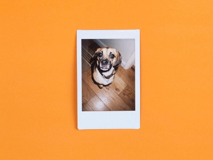 Une photo du style polaroid qui montre un chien.
