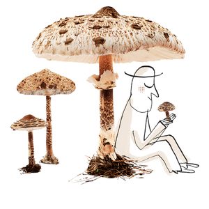 14 faits captivants sur les champignons