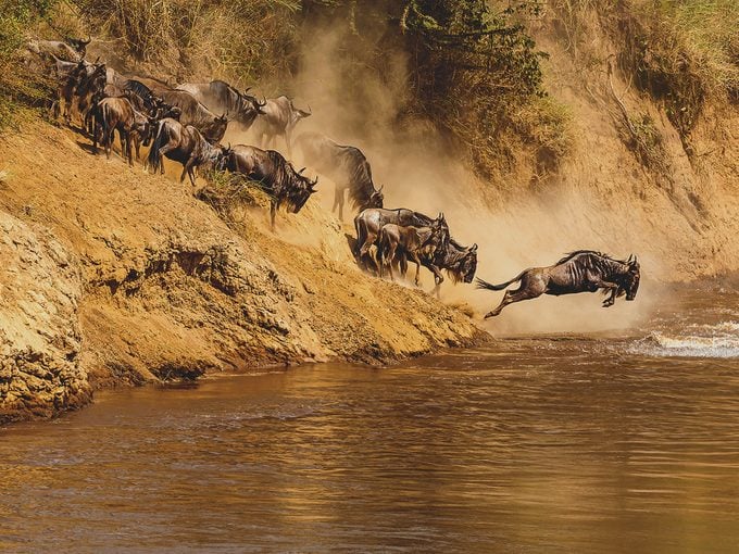 Les gnous se mettent en route pour traverser la rivière Mara.