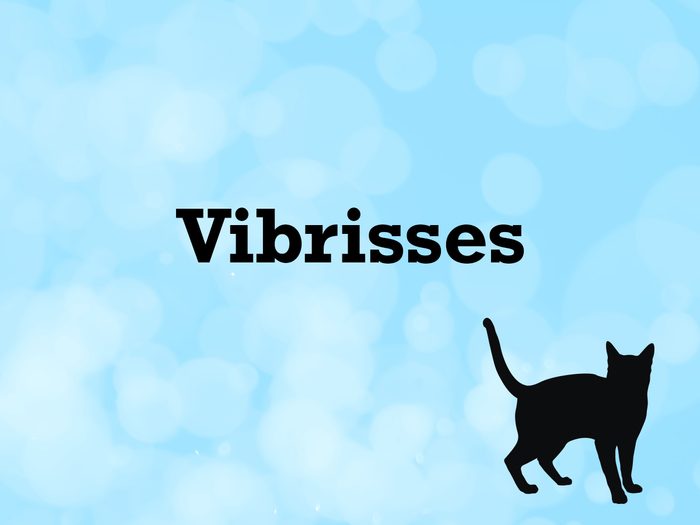Vocabulaire animaux de compagnie: Le mot vibrisses.