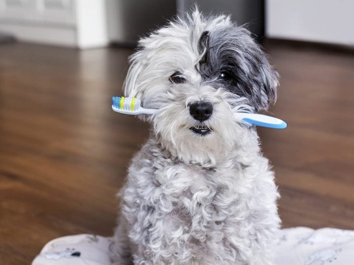 Ce chien malade tient une brosse à dents.