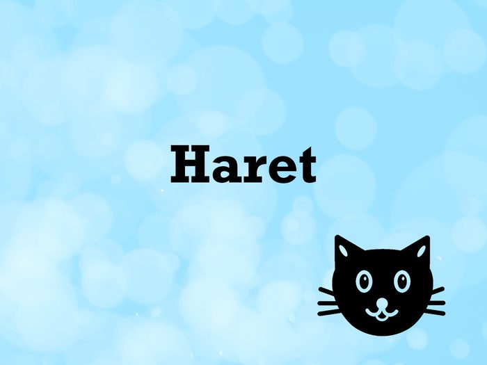Vocabulaire animaux de compagnie: le mot haret.