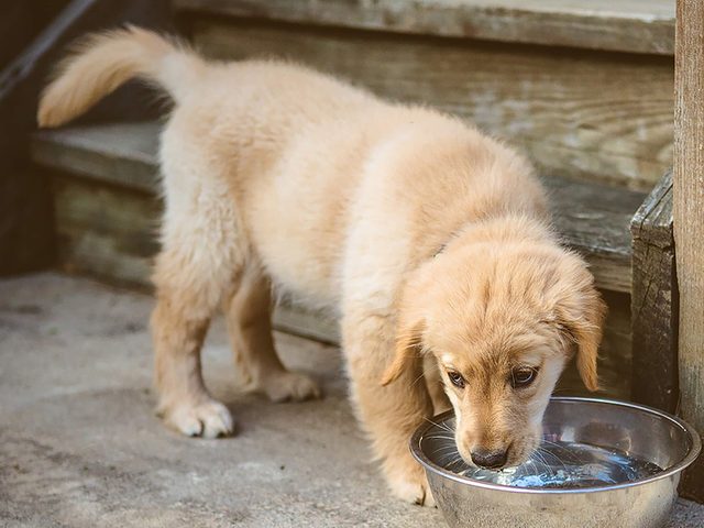 Ce chien malade boit de l'eau.