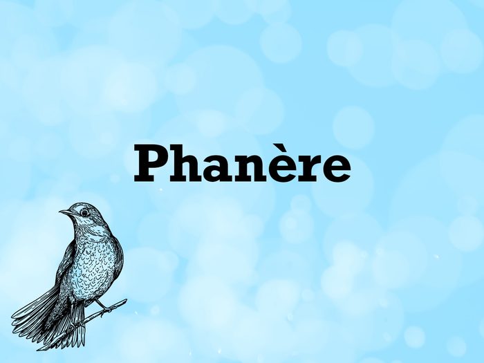 Vocabulaire animaux de compagnie: le mot phanère.