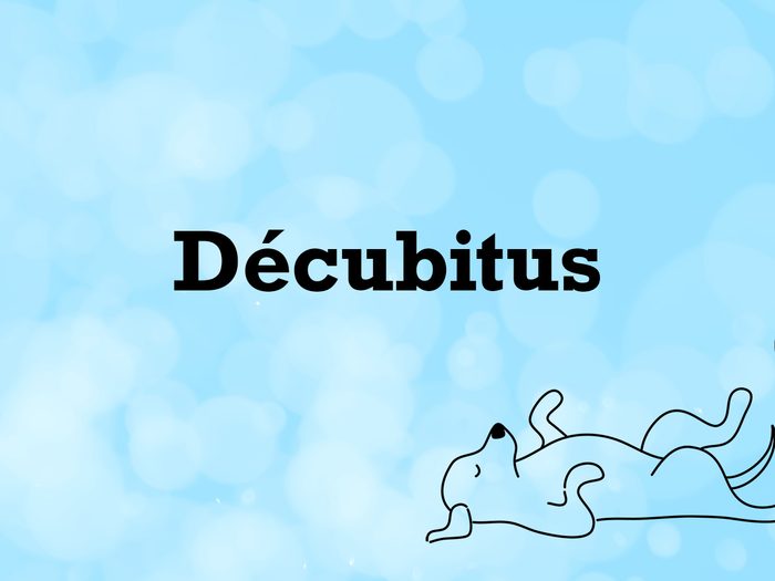 Vocabulaire animaux de compagnie: le mot décubitus.