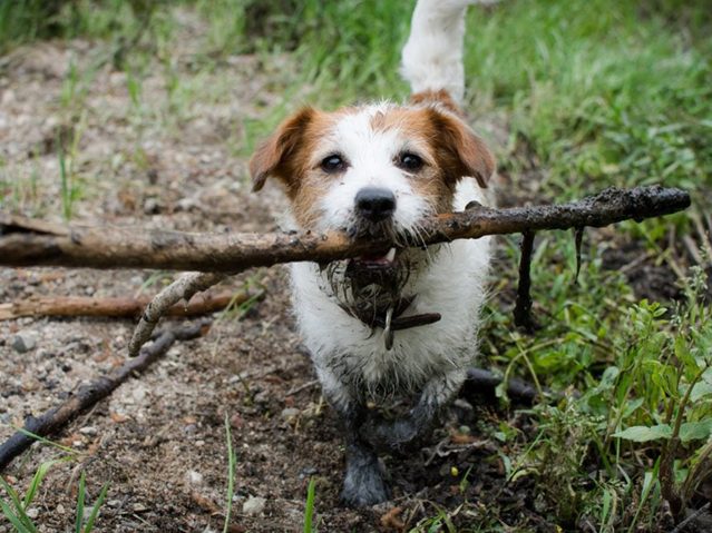 Un chien avec une branche.